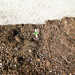 photo of seedling discovered behind root balls