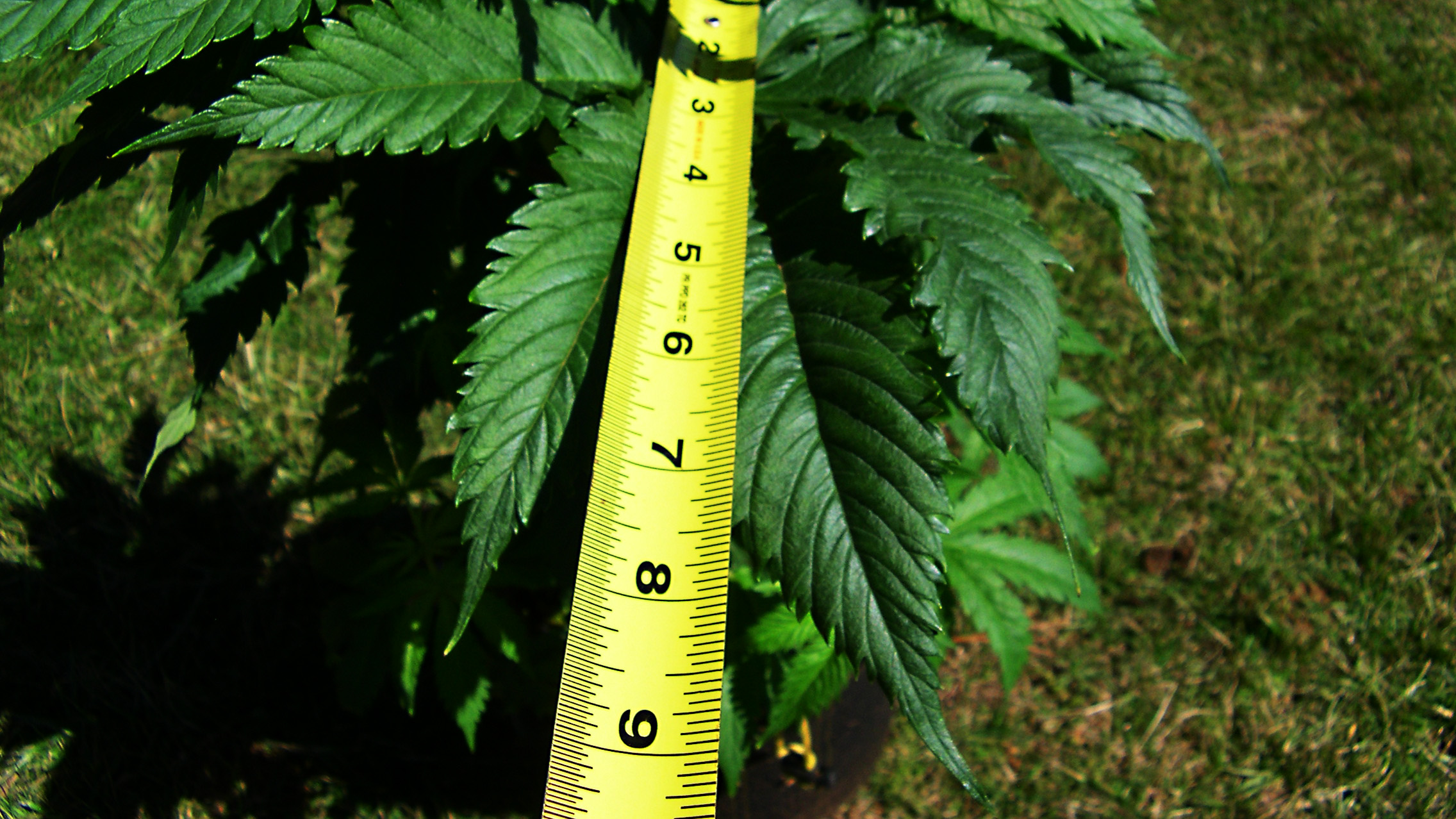 Image of leaf measurement