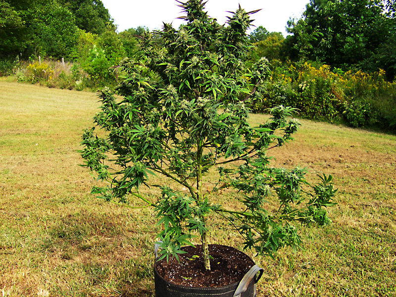 Image of original Purple Branch cannabis