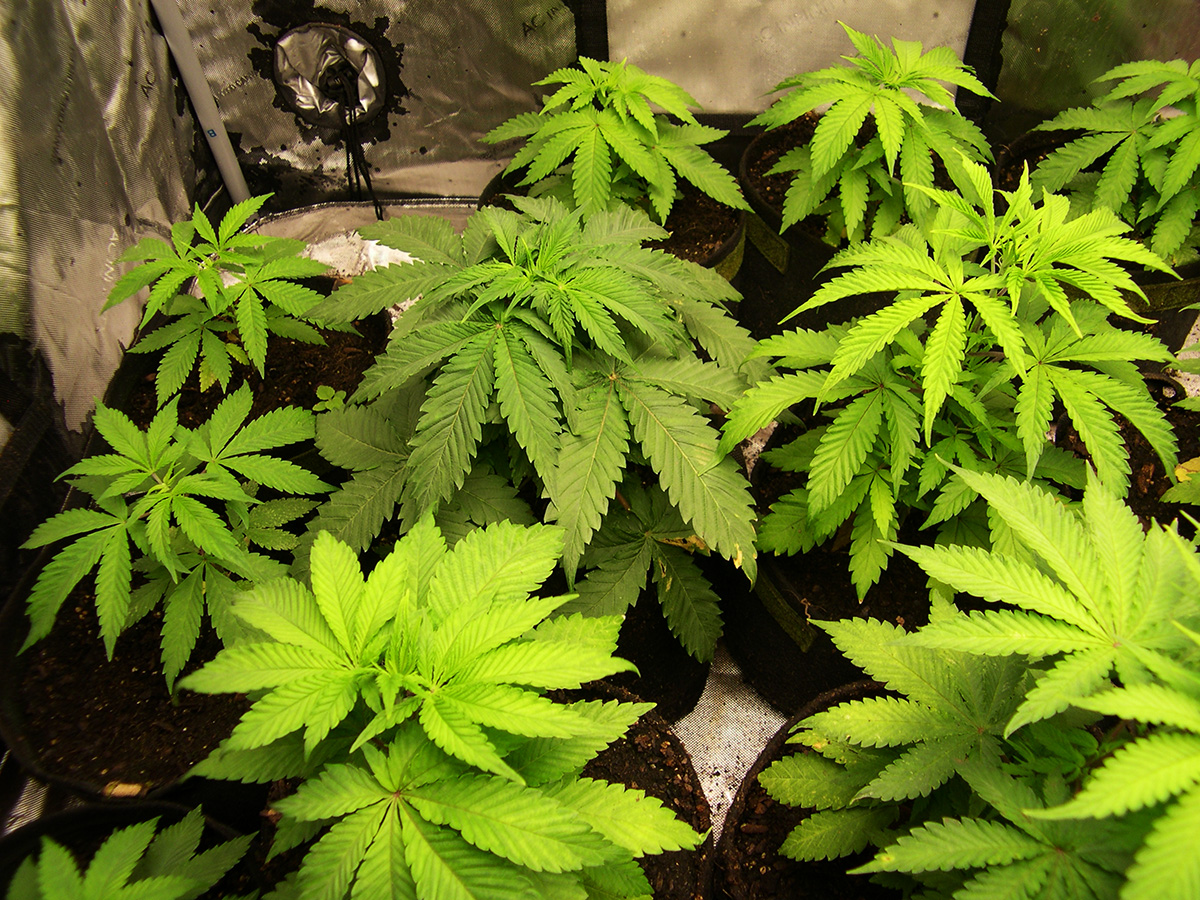Image of closup of which Type II/Indica to choose