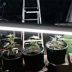 photo of first growroom with Jamaican in 1978.