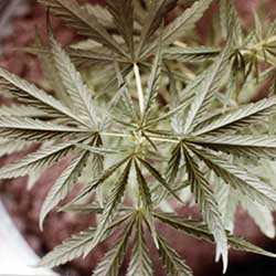 Jamacican cannabis leaf from 1978