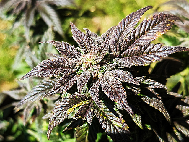 photo of Black Buds From Indica Pheno