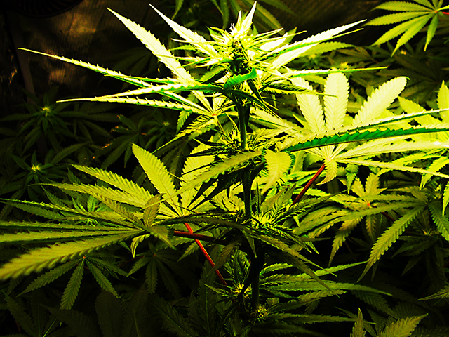 photo of lighted cannabis plant