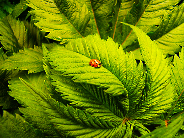photo of ladybug on cannabis leaf, a helpful friend in the tent