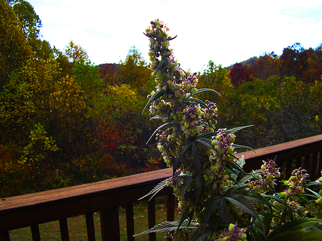 photo of purple indica staminate plant 