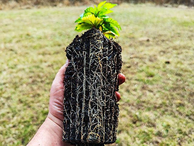 photo of roots ready for fabric pots
