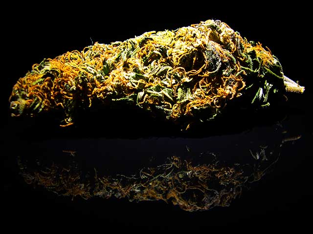 photo of SouthEast Lights bud taken with Nikon 4300 point and shoot camera