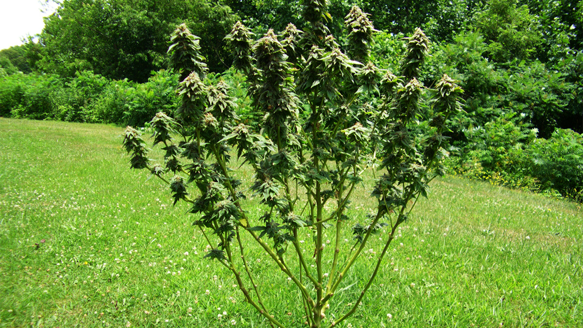 Image of buds