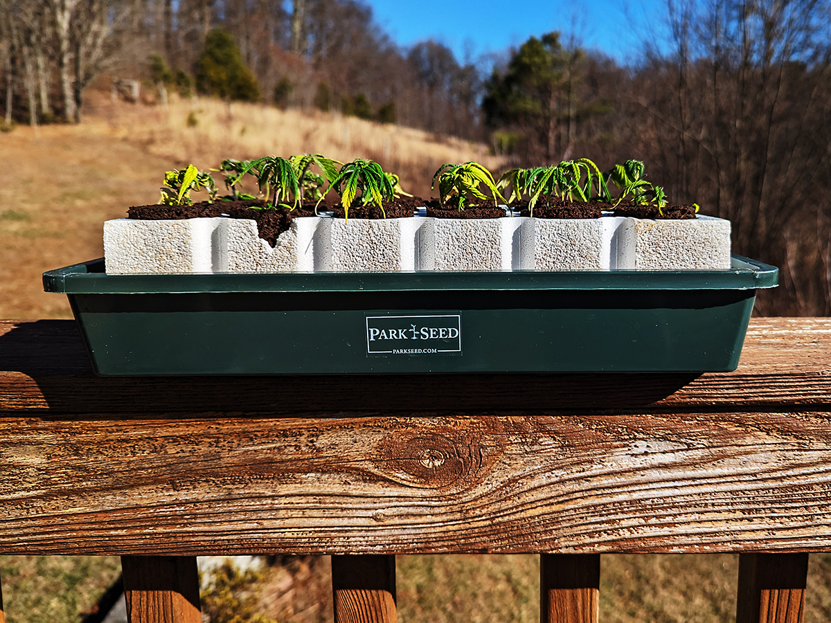 Image of clone tray