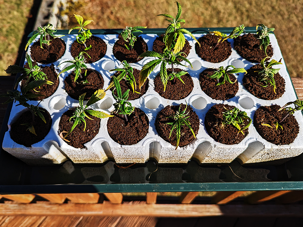 Image of the top of clone tray