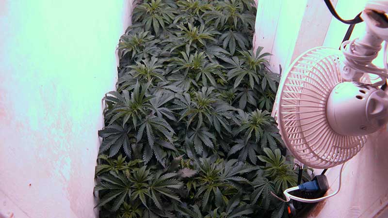 photo of SouthEast Lights plants in closet