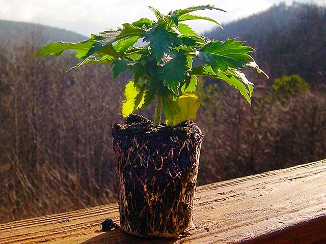 photo of dense roots from a seedling developed in paper cup