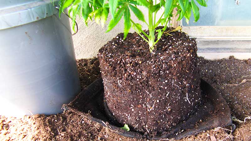 photo of roots from fabric pot