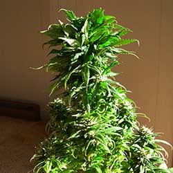 photo of badly malformed cannabis monstrosity created with old pollen