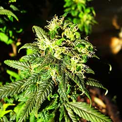 photo of nice looking bud from the badly malformed plant