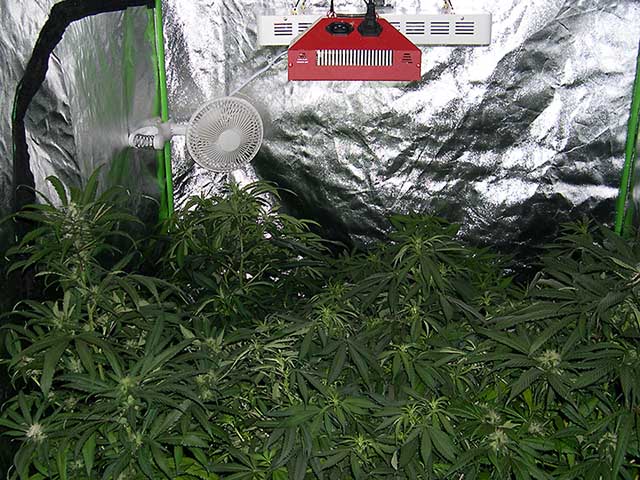 photo of plants in tent with LED lights