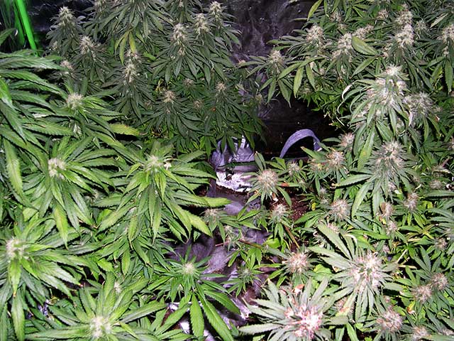 photo of plants inside 4 by 4 tent