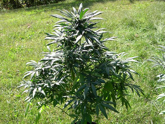 photo of Northern Lights' indica ancestor