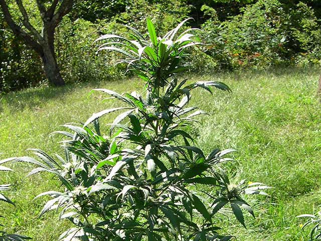 photo of Northern Lights' indica ancestor