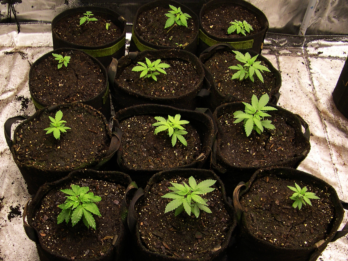 Image of initial TypeII/Indica seedlings
