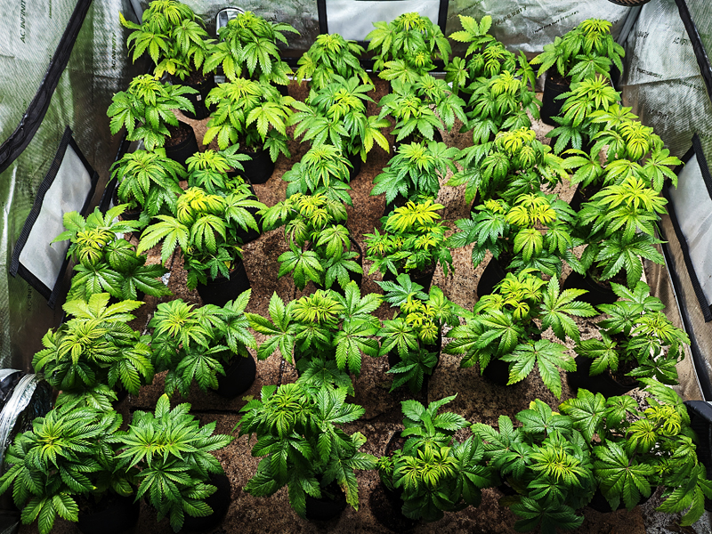 Image of cannabis