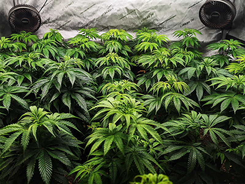 Image of cannabis
