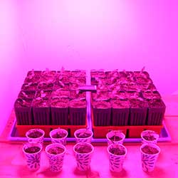 photo of seedlings under light