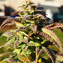 photo of mature purple buds ready for harvest