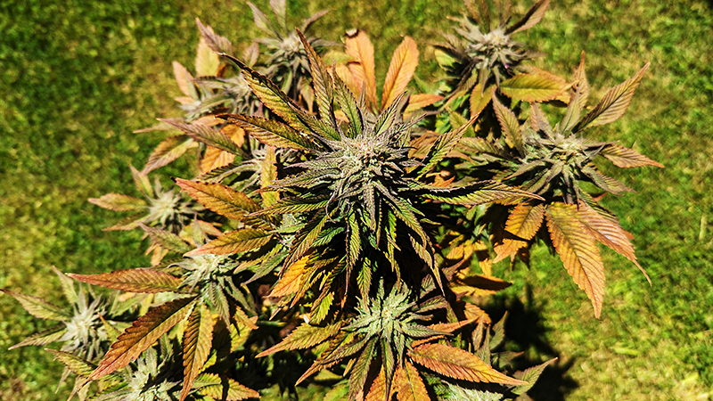 Image of a box o buds