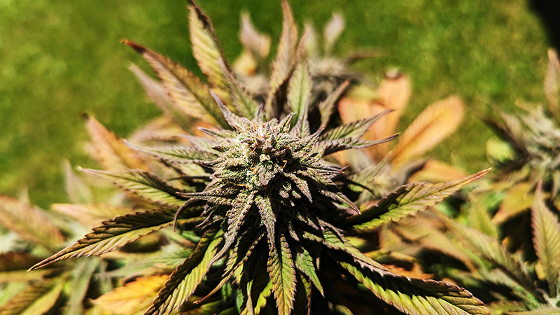 Image of oragne buds