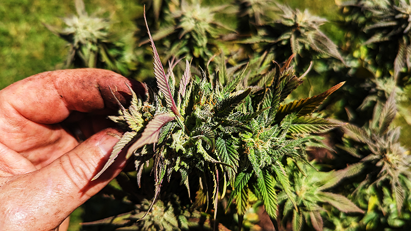 Image of orange bud harvest
