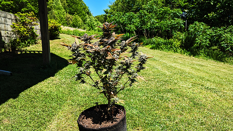 Image of orange bud plant outside