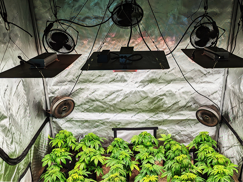 Image of cannabis