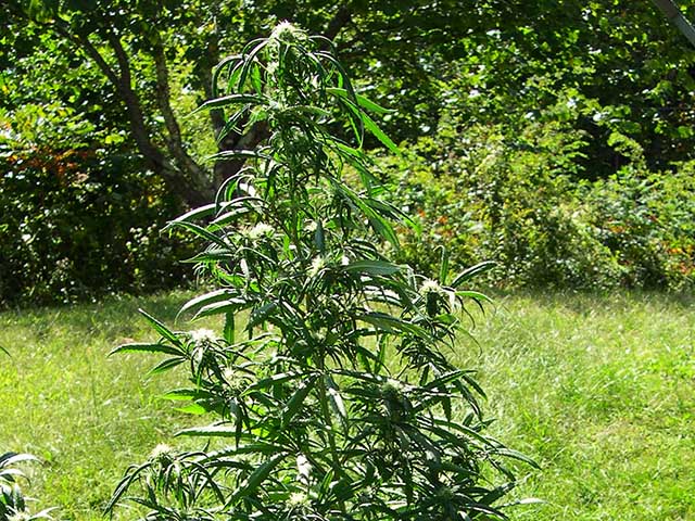 photo of Northern Lights' sativa ancestor