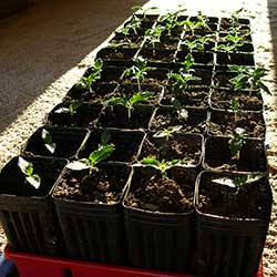photo of seedlings in their 7 inch starter containers