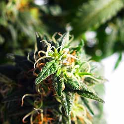 photo of flowers from cannabis plant that taught me how it should develop