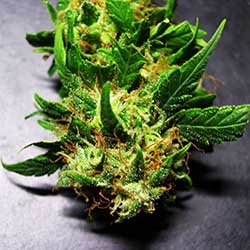 photo of SouthEast Lights flower with red pistals
