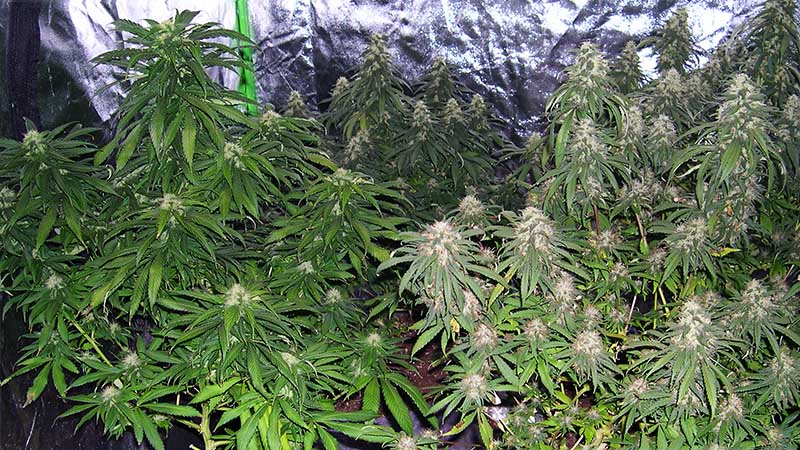 photo of SouthEast Lights cannabis in tent