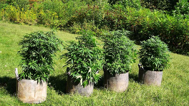photo of Northern Lights cannabis reverse engineered