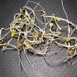 photo of SouthEast Lights sprouts ready to plant