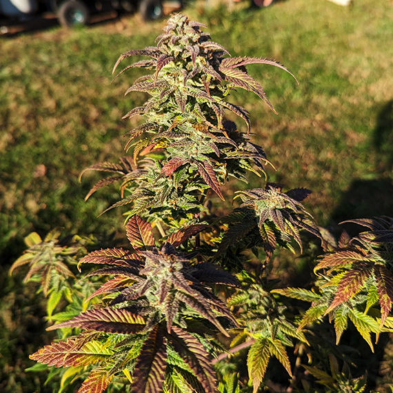 photo of Type I Male SE Lights