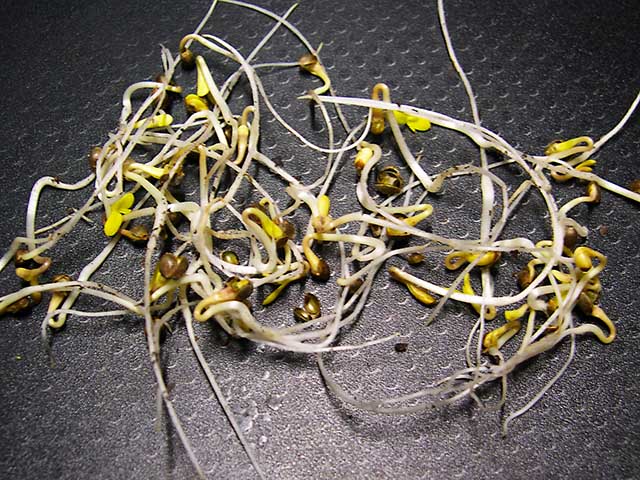 photo of very vigorous looking sprouts released from damp paper towel