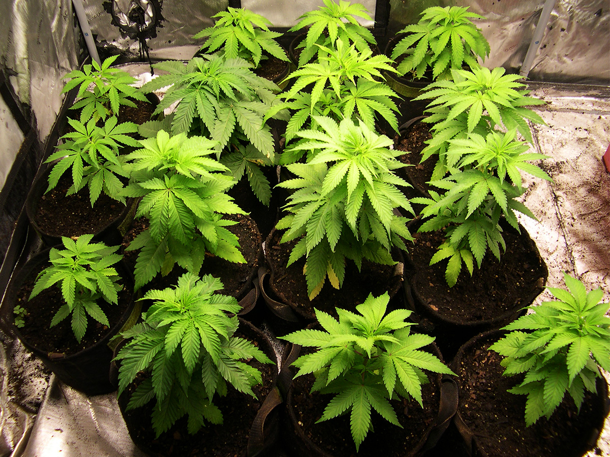 Image of which Type II/Indica to choose