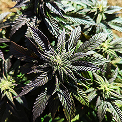 photo of young, purple cannabis plant