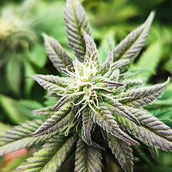 photo of young, purple bud