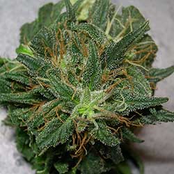 Close up photo of bud with 4300