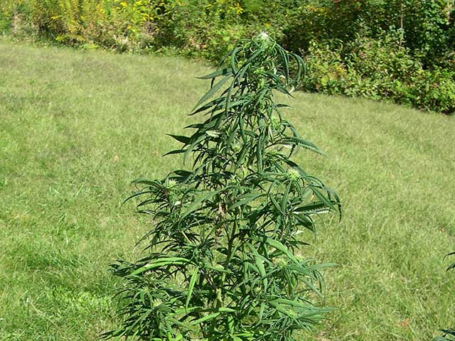 photo of very rare Type I/Sativa from F6 Northern Lights