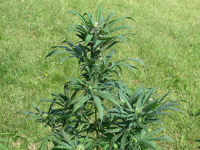 photo of rare Type II/Indica from Northern Light