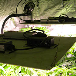 SpiderFarmer SF4000's in a AC Infinity 8X4 Tent